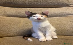 Mixed Breed cats for sale: Female Calico Kitten - Image 6