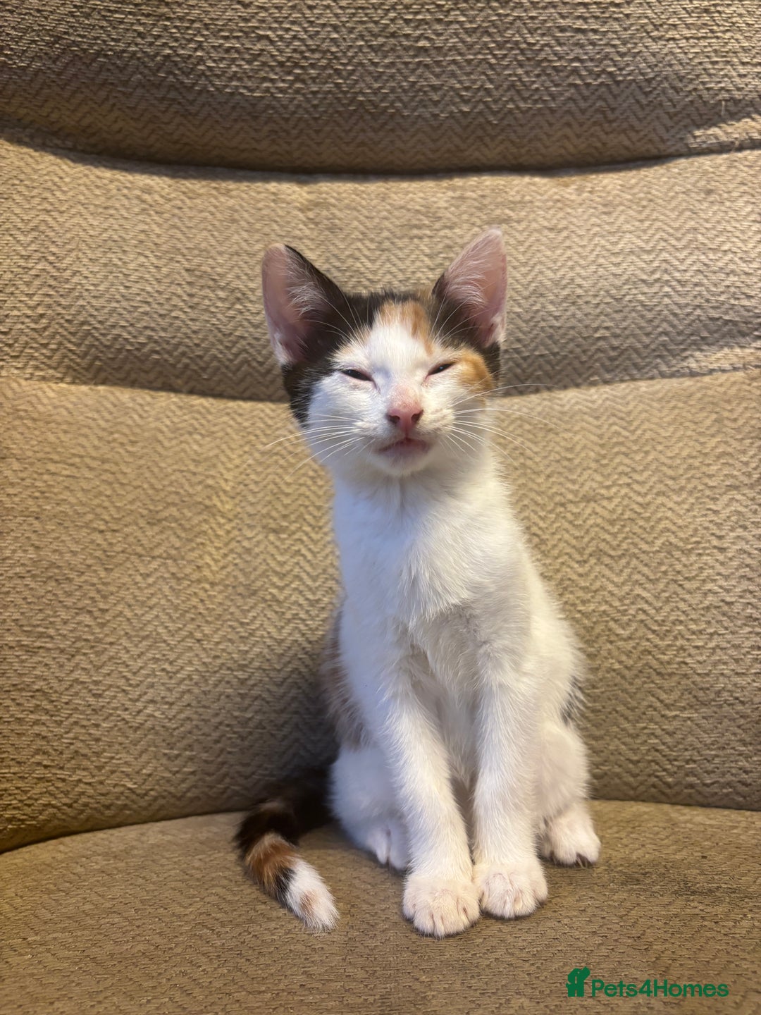 Mixed Breed cats for sale: Female Calico Kitten - Image 6