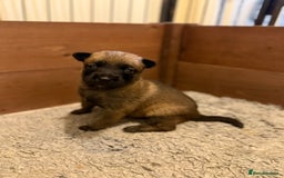 Belgian Shepherd Dog dogs for sale: Top working line puppies  - Image 20