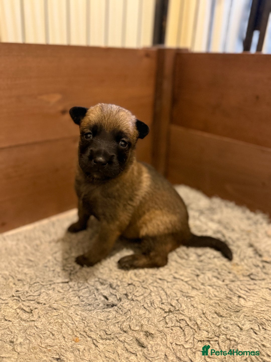 Belgian Shepherd Dog dogs for sale: Top working line puppies  - Image 20