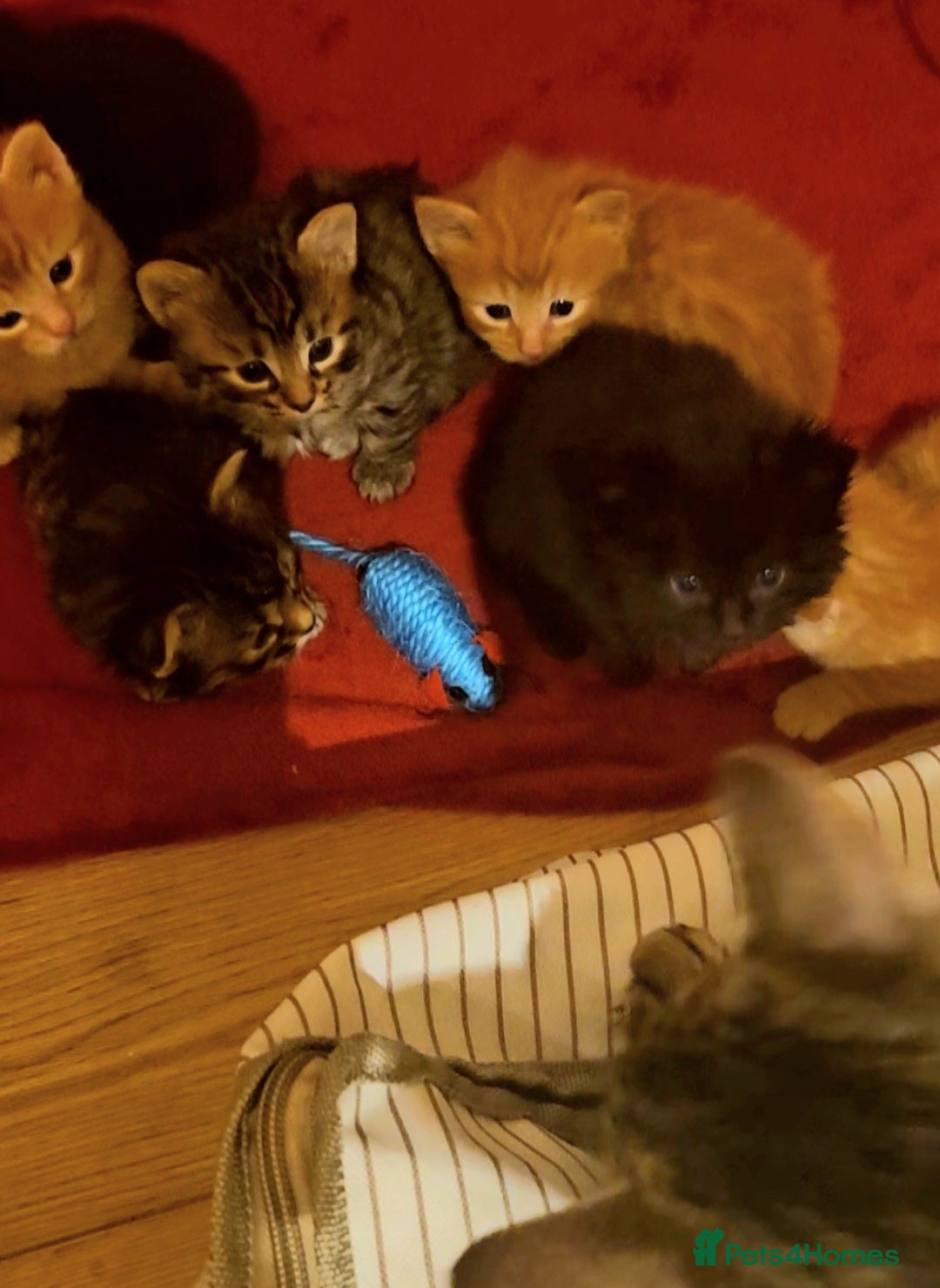 Mixed Breed cats for sale: Elven Bengal Mixes - Advert 23