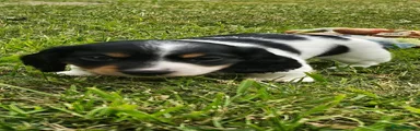 Dachshund 1