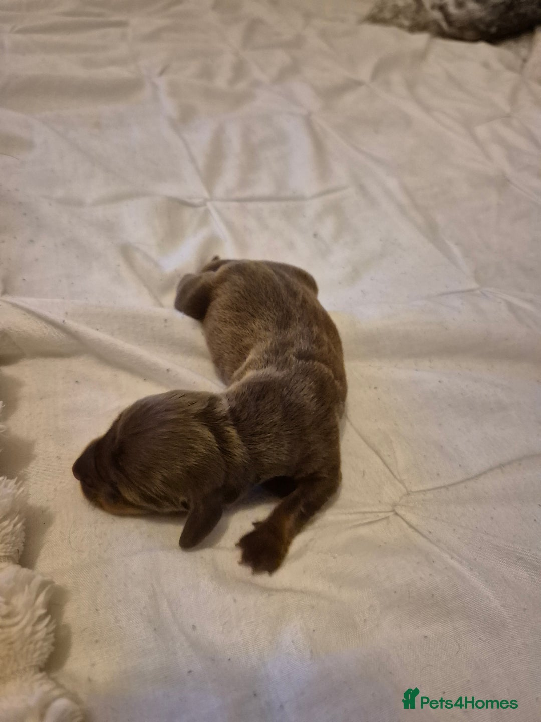 Miniature Dachshund dogs for sale: 🐶 Stunning Miniature Dachshunds ❤️ - Advert 12