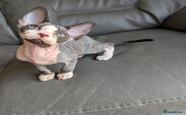 Sphynx cats - Advert 8