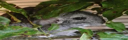 Chinchilla rodents for sale: Pair of tame male chinchillas - Advert 5