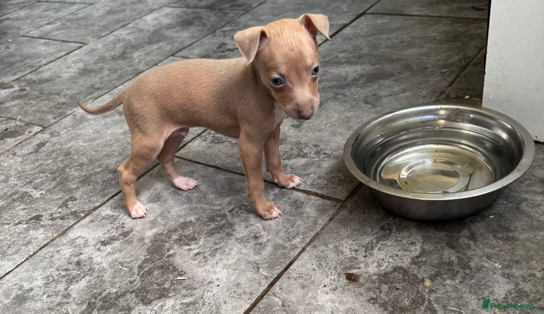 Italian Greyhound dogs for sale: KC registered Italian Greyhounds  - Image 14