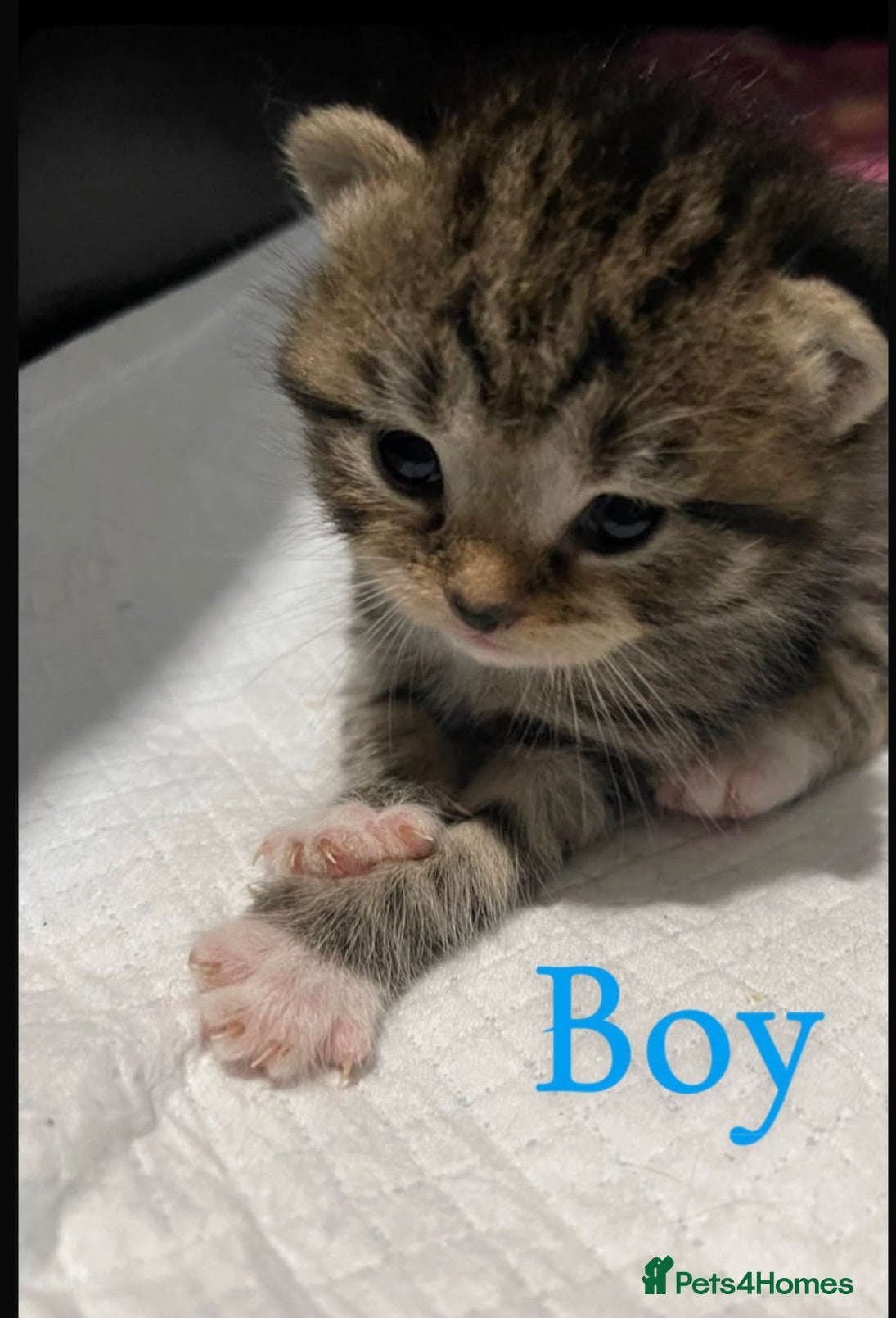 Siberian cats TeddyBear kittens for sale! (6 weeks) - Advert 4
