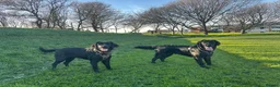 Flat coated Retriever dogs for sale: Flat coat retriever puppies for sale - Advert 22