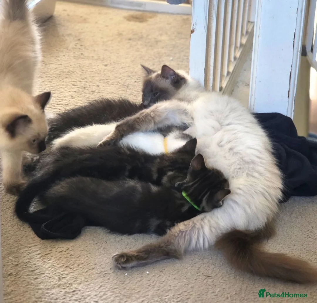 Ragdoll cats for sale: Ragdoll x kitten - Advert 3