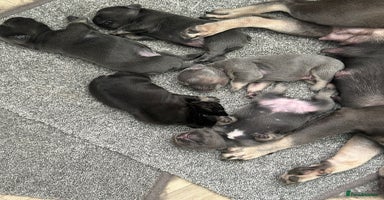 French Bulldog dogs - Advert 12