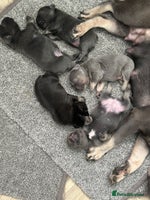 French Bulldog dogs Fluffy carriers *READY NOW* KC registered - Advert 14