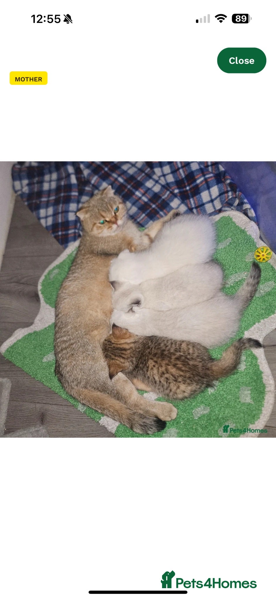 Scottish Fold cats Kitten for rehome  - Advert 1