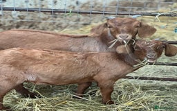 Goats livestock for sale: Boer cross Anglo Nubian  - Image 1