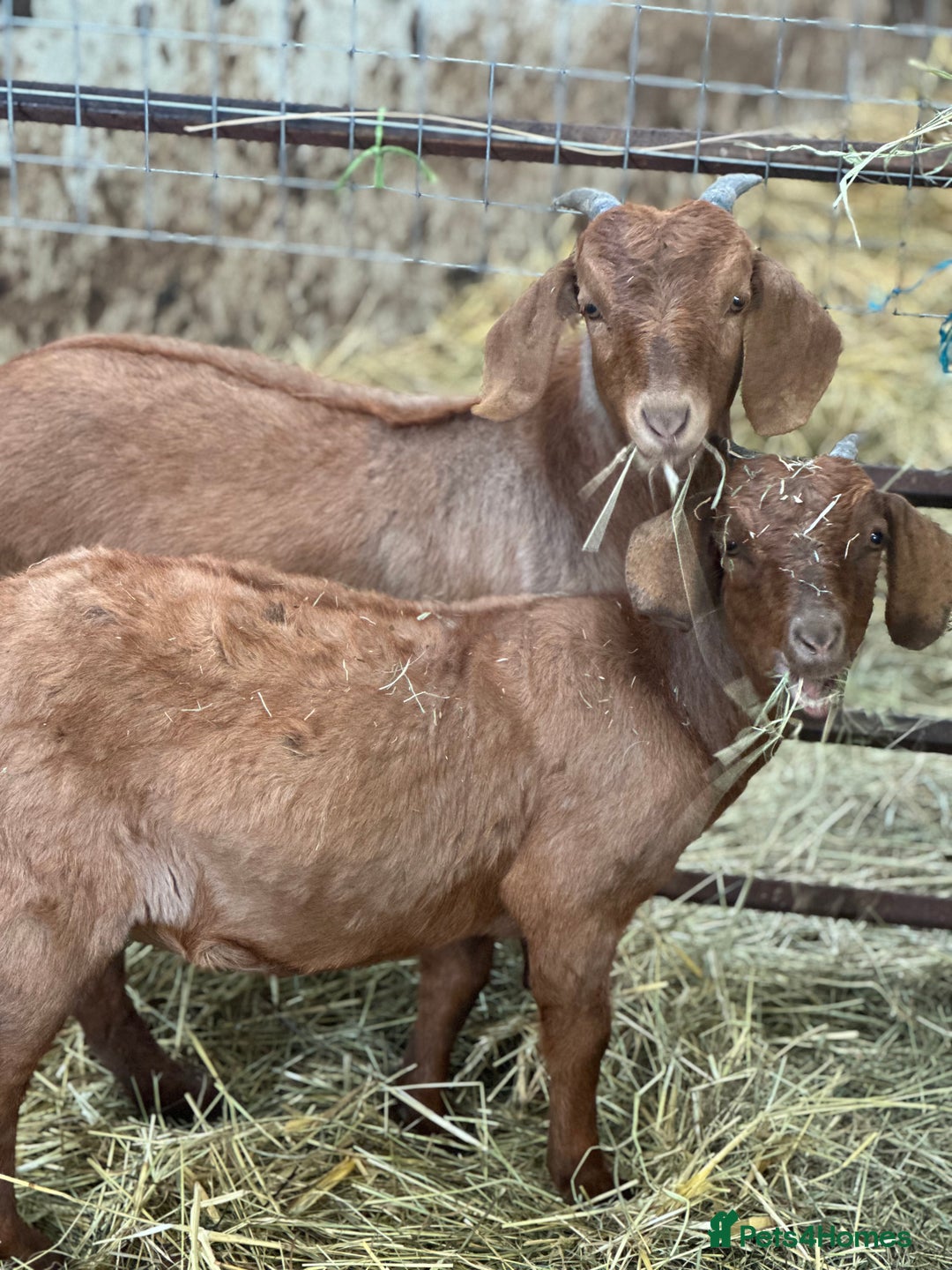 Goats livestock for sale: Boer cross Anglo Nubian  - Image 1