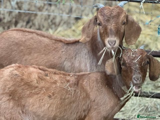 Goats livestock - Advert 5