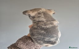 French Bulldog dogs for sale: Husky Panda Koi Frenchie = last 3 ready next week - Image 9