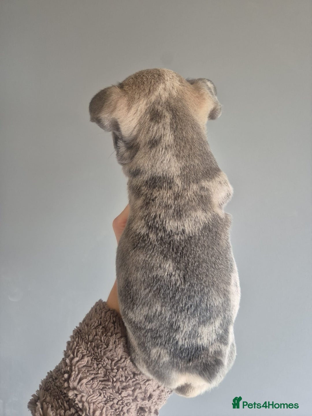 French Bulldog dogs for sale: Husky Panda Koi Frenchie = last 3 ready next week - Image 9