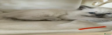 Ragdoll Kitten 5