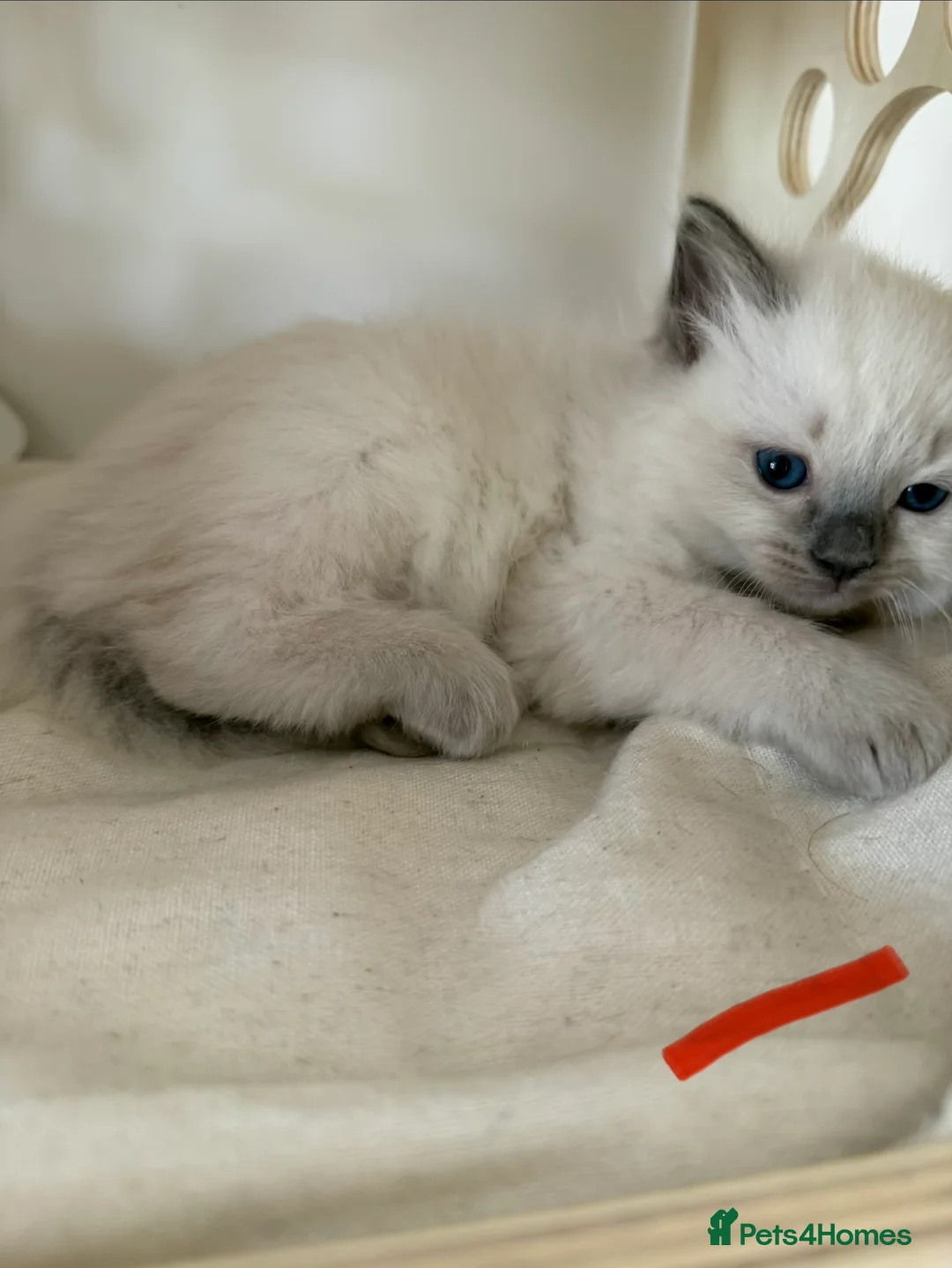 Ragdoll cats for sale: Ragdoll kittens blue points  - Advert 2