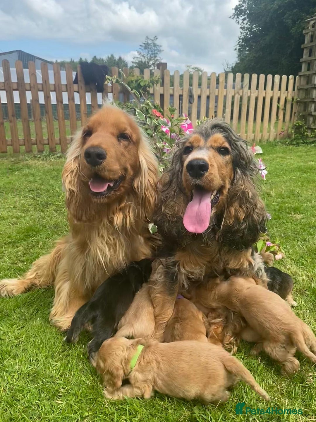 Cocker Spaniel dogs for sale: Gorgeous KC Show Cocker Spaniel Puppies - Advert 16