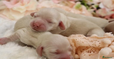 Miniature Dachshund dogs - Advert 15