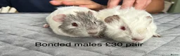Guinea Pig rodents for sale: Baby guinea pigs for sale  - Advert 3