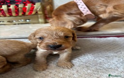 Cockapoo dogs for sale: Beautiful F1 cockapoos - Image 11