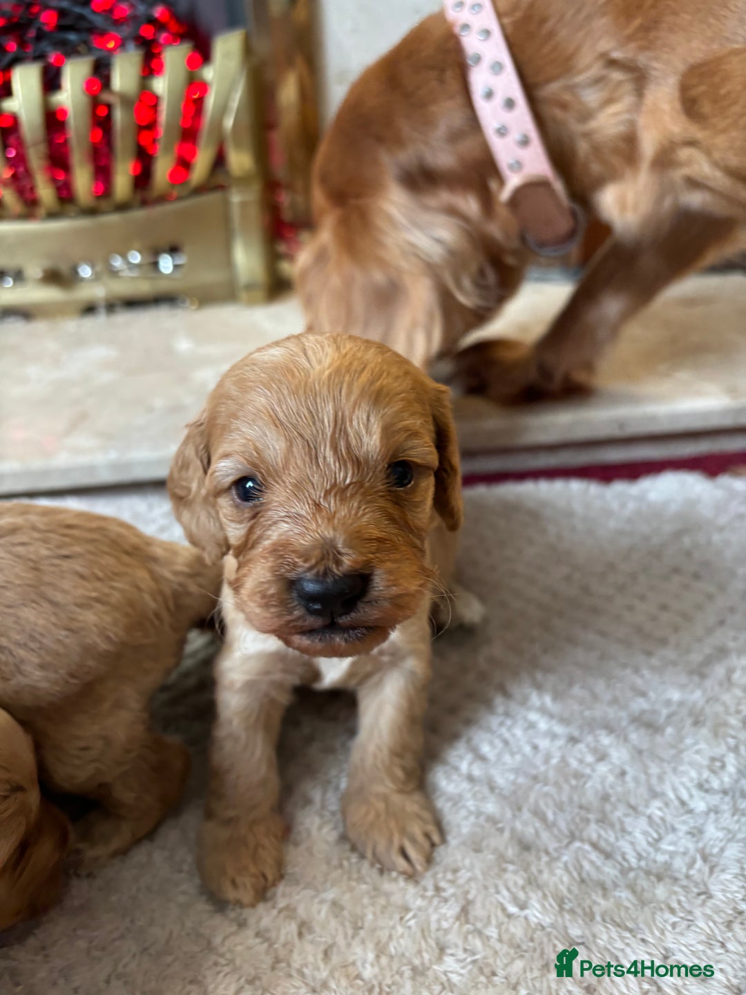 Cockapoo dogs for sale: Beautiful F1 cockapoos - Image 11