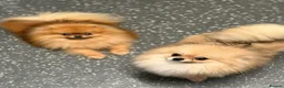 Pomeranian dogs for sale: TINY TEDDY BEAR POMERANIAN GIRL  - Advert 5