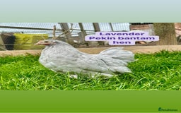 Chickens poultry for sale: Bantam hens at point of lay - Image 18
