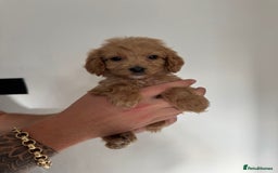 Cockapoo dogs for sale: cockapoo puppies  - Image 2