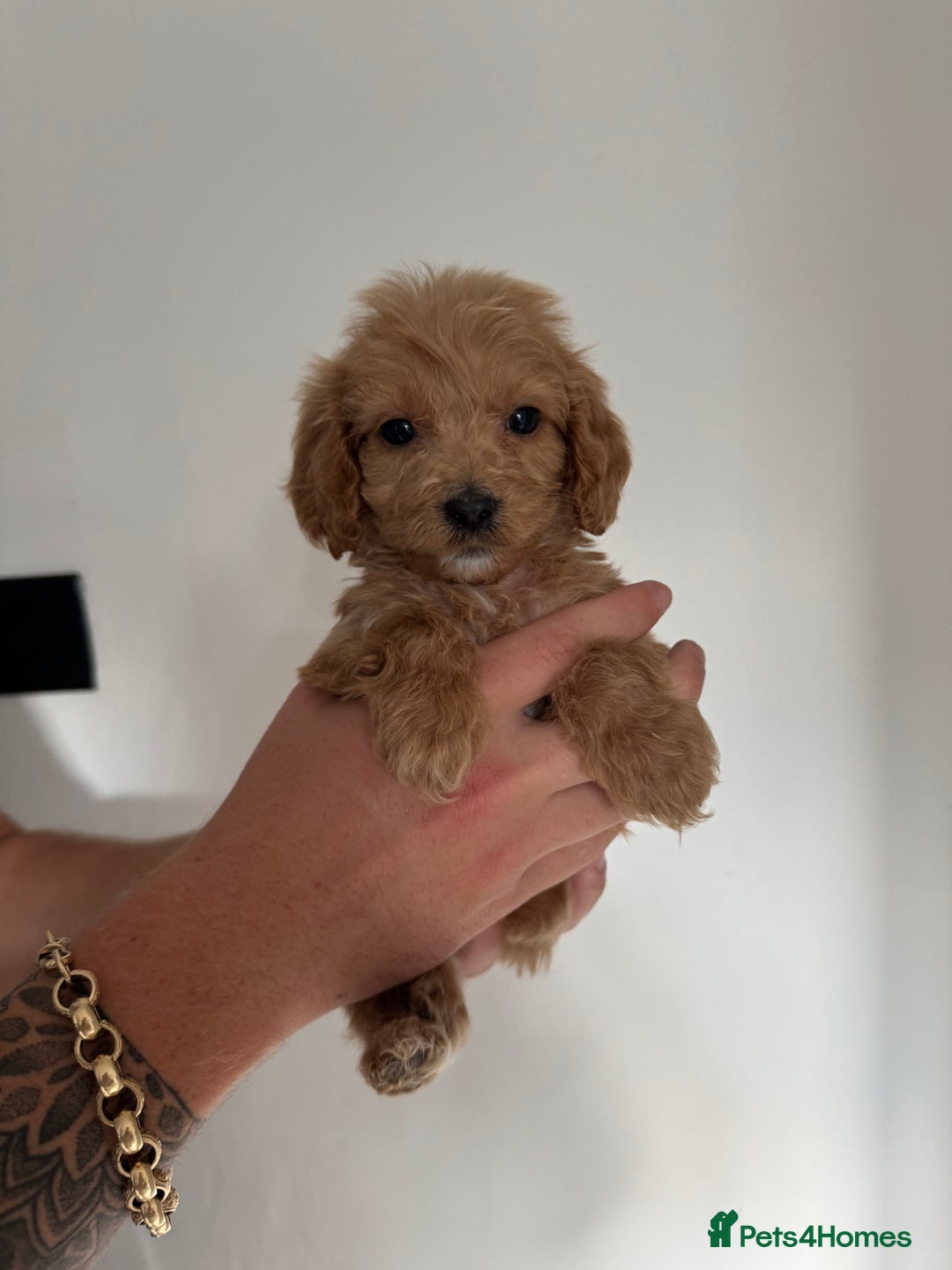 Cockapoo dogs for sale: cockapoo puppies  - Image 2