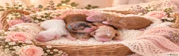 Australian Labradoodle dogs for sale: Stunning Australian Labradoodles x Cockapoo pups🩷 in Spalding - Advert 25