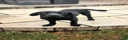 Labrador Retriever dogs for sale: 1 STUNNING BLACK KC BOY - Advert 7