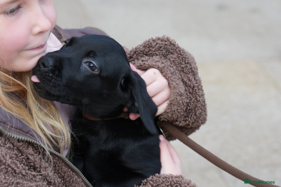 Labrador Retriever dogs for sale: Last 2 Black male labrador puppies vaccinated KC  - Advert 1