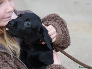 Labrador Retriever dogs Last 2 Black male labrador puppies vaccinated KC - Advert 1