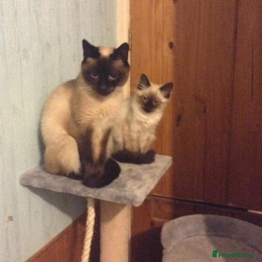 Ragdoll cats for sale: Ragdoll x Siamese kittens - Advert 1