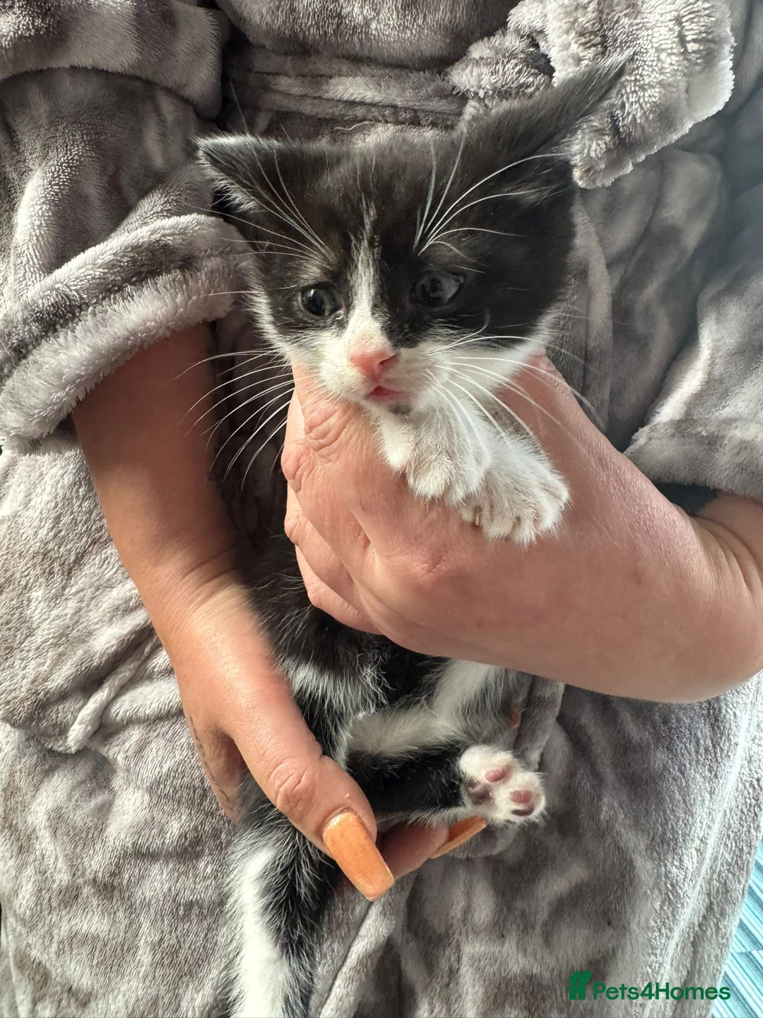 Mixed Breed cats for sale: 3 beautiful boys  in Brierley Hill - Advert 1