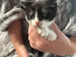 Mixed Breed cats 3 beautiful boys - Advert 1