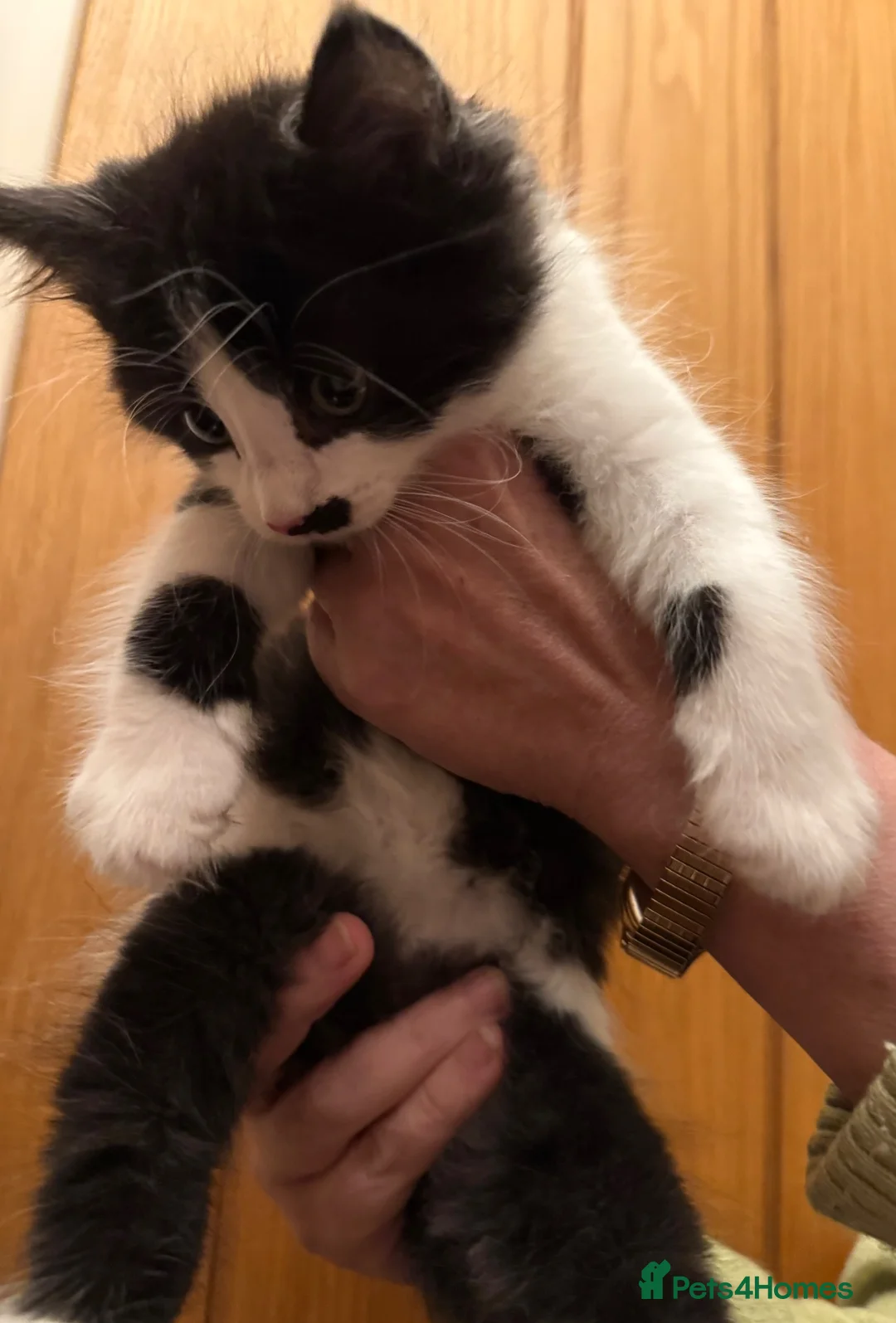 Maine Coon cats for sale: Gorgeous Maine Coon kittens looking for homes - Advert 1