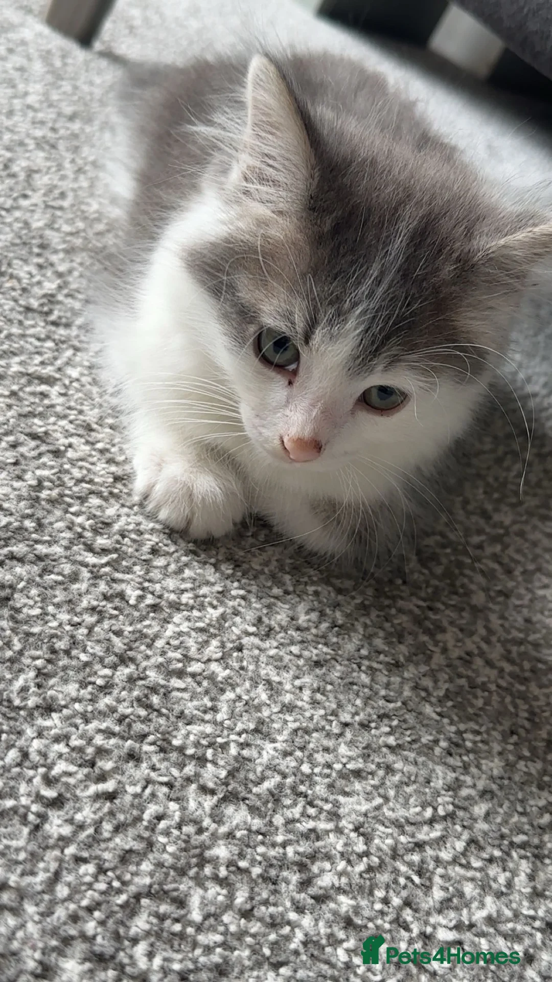 Domestic Shorthair cats for sale: Male kitten approximately 5 weeks  in Stoke-on-Trent - Advert 2