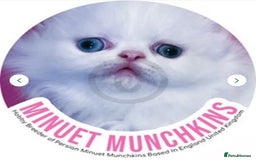 Munchkin cats for sale: White Persian Minuet munchkin blue & odd eyes - Image 8