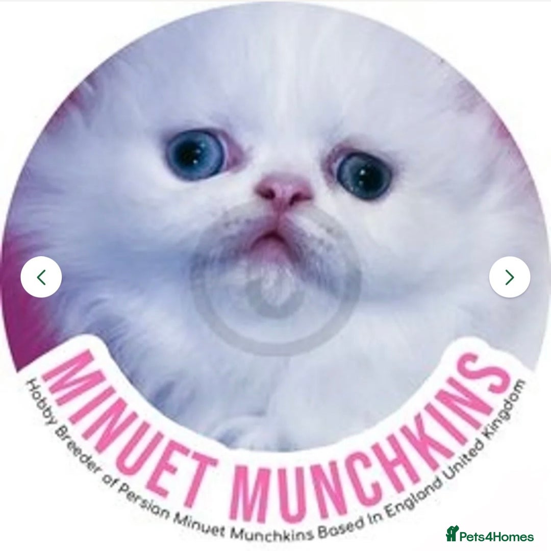 Munchkin cats for sale: White Persian Minuet munchkin blue & odd eyes - Image 8