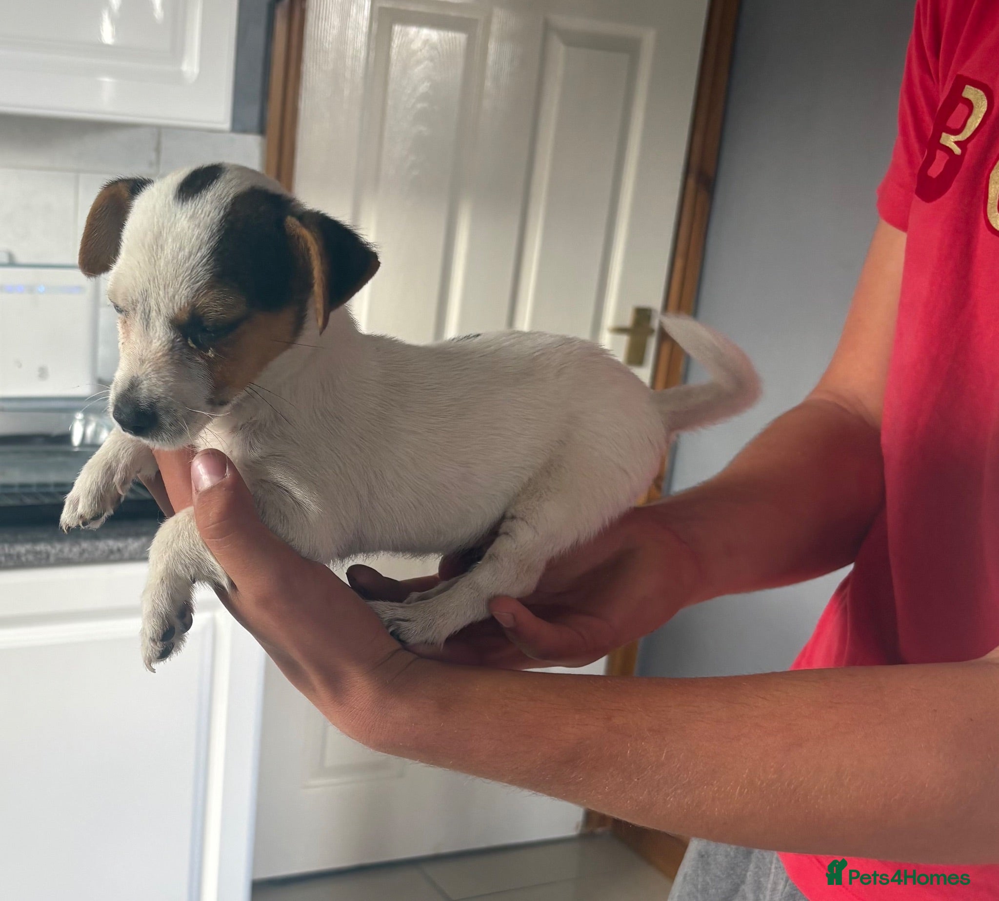 Jack Russell dogs Jack Russell puppy - Advert 16