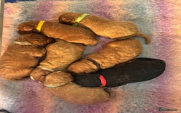 Cavapoo dogs for sale: Cavapoo puppies fully health tested parents - Image 3