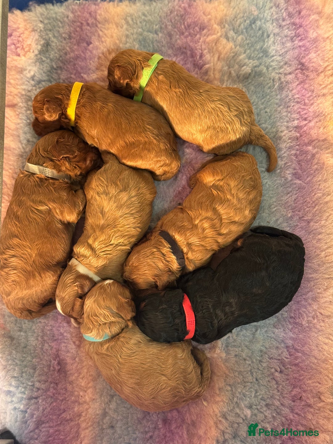 Cavapoo dogs for sale: Cavapoo puppies fully health tested parents - Image 3