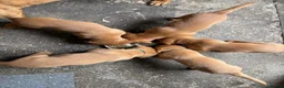 Labrador Retriever dogs for sale: One fox red lab available  in Grimsby - Advert 3