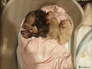 French Bulldog dogs 4French bulldog puppies 4weeks old kc registered - Advert 5