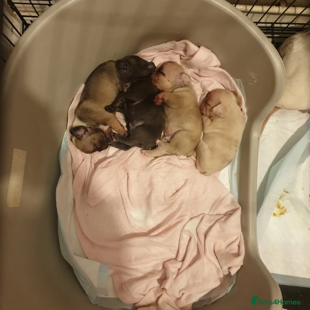 French Bulldog dogs for sale: 4French bulldog puppies 5weeks old kc registered  - Advert 1
