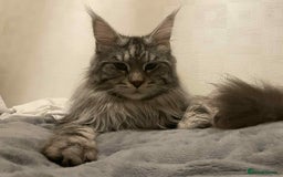 Maine Coon cats for stud: Stud Maine coon  - Advert 2